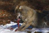 Wolf mit Beute beim Fressen